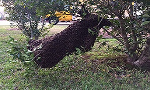 A swarm of honeybees clustered on a tree branch